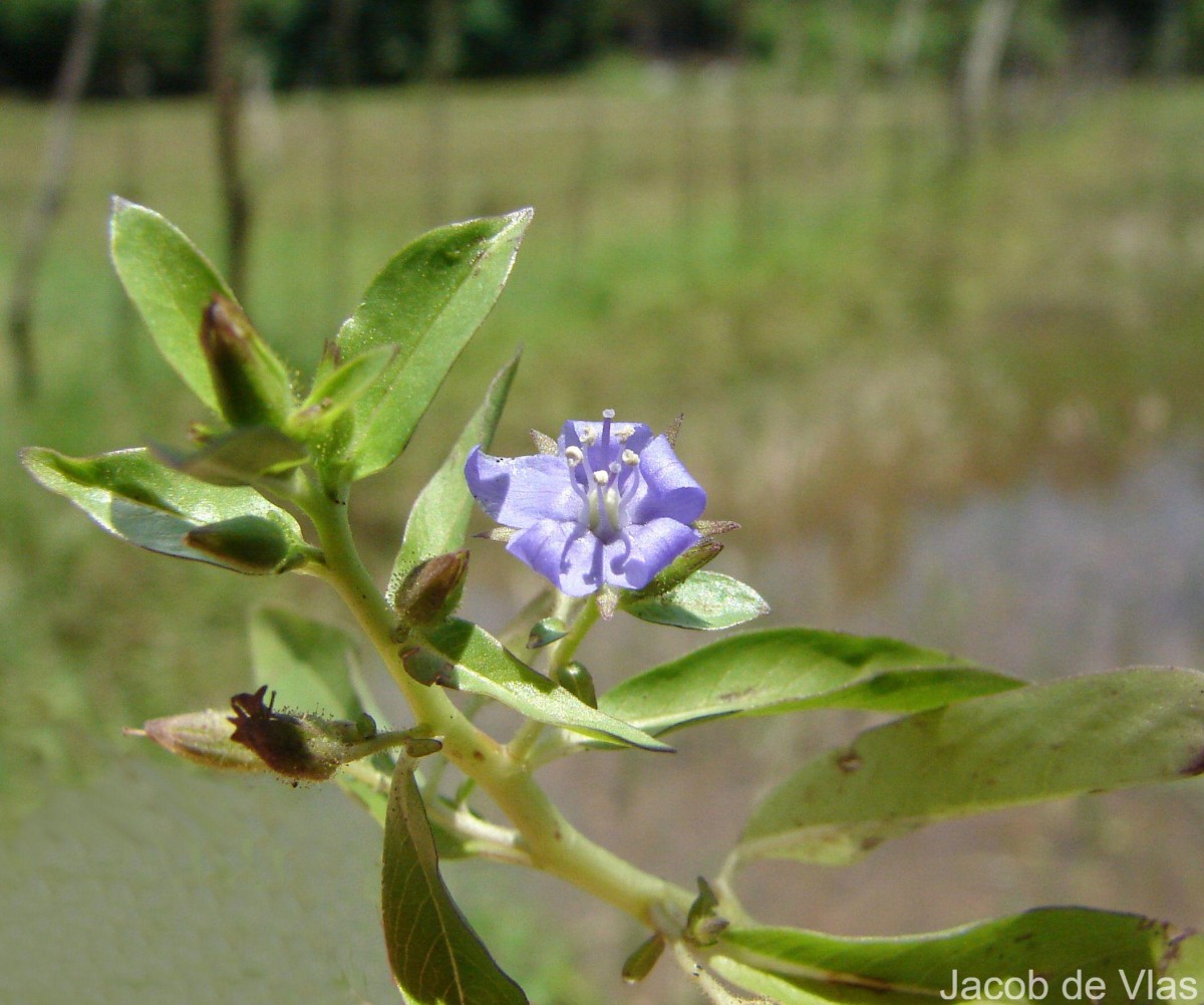 Hydrolea zeylanica (L.) Vahl